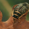 Potapnik vroubeny - Dytiscus marginalis - Great Diving Beetle 5195